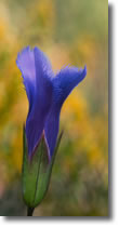 fringed gentian picture 1
