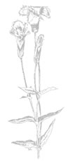 drawing of fringed gentian