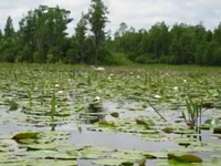 swamp lake
