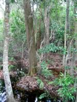 cypress swamp tussock