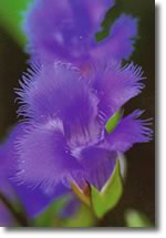 picture of Fringed Gentian