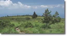 view from Roan Mountain