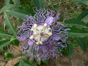 Jan 2013 Plant # 3