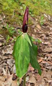 apr-2009-plant-1