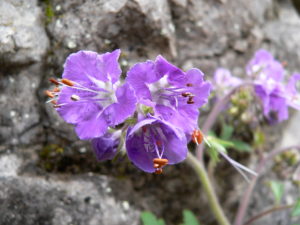 apr-2009-plant-2