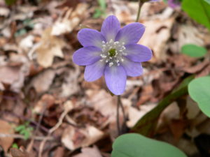 feb-2009-plant-2