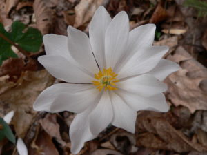 jan-2009-plant-1