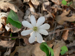 A plant photo