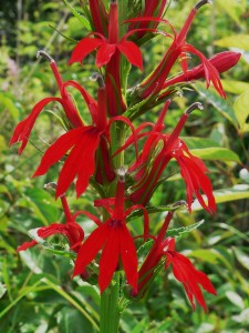 july-2009-plant-1