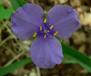 july-2009-plant-3