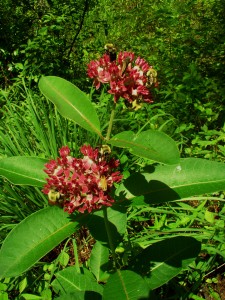 june-2009-plant-1
