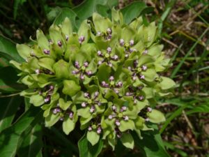 june-2009-plant-2
