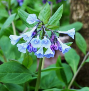 mar-2009-plant-1