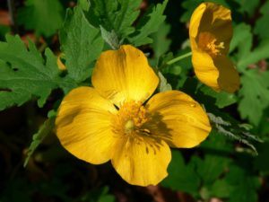 mar-2009-plant-2