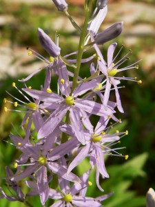 may-2009-plant-1