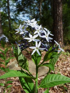 may-2009-plant-22