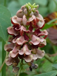 sept-2009-plant-1