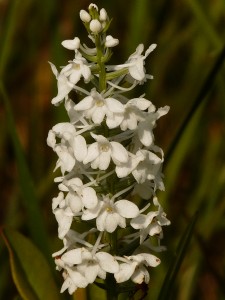 sept-2009-plant-2