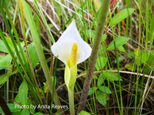 Peltandra sagittifolia