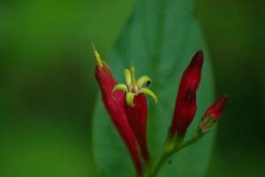 Spigelia marilandica
