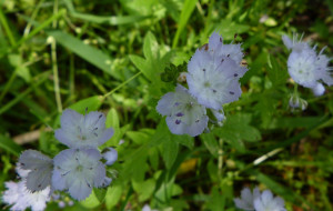 Phacelia purshiiG