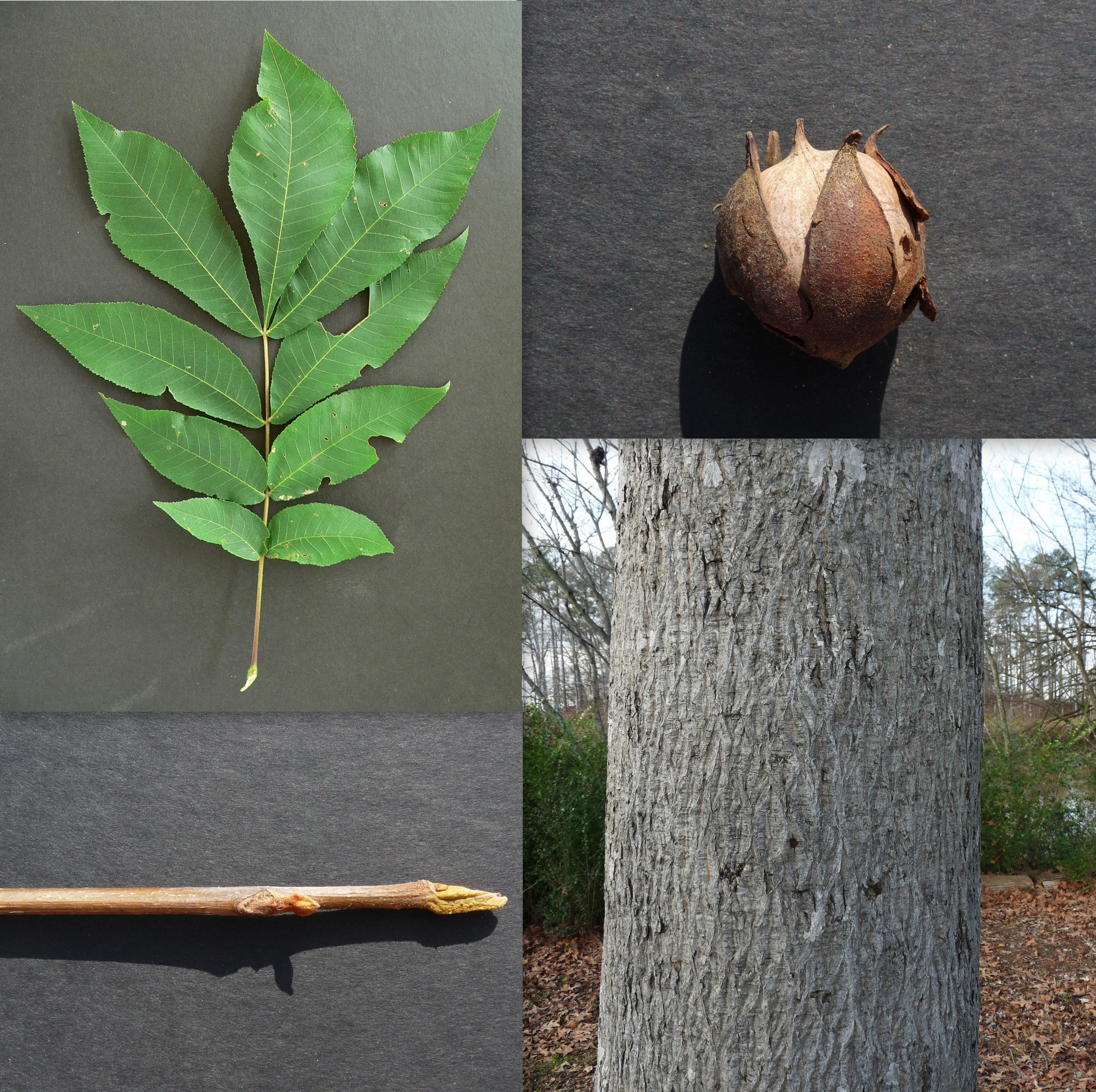 http://www.gabotsoc.org/wordpress/wp-content/uploads/2012/11/Carya-cordiformis-Bitternut-Hickory.jpg