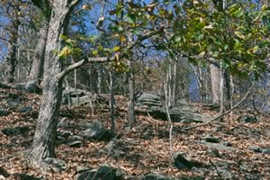 Amphibolite outcrops in the Tugaloo Mosaic Photo by Hugh and Carol Nourse