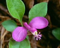 Polygala paucifolia Photo by Hugh and Carol Nourse