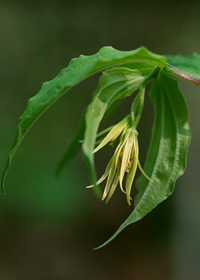 Disporum lanuginosum Photo by Hugh and Carol Nourse