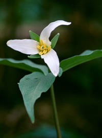 Trillium persistens Photo by Hugh and Carol Nourse