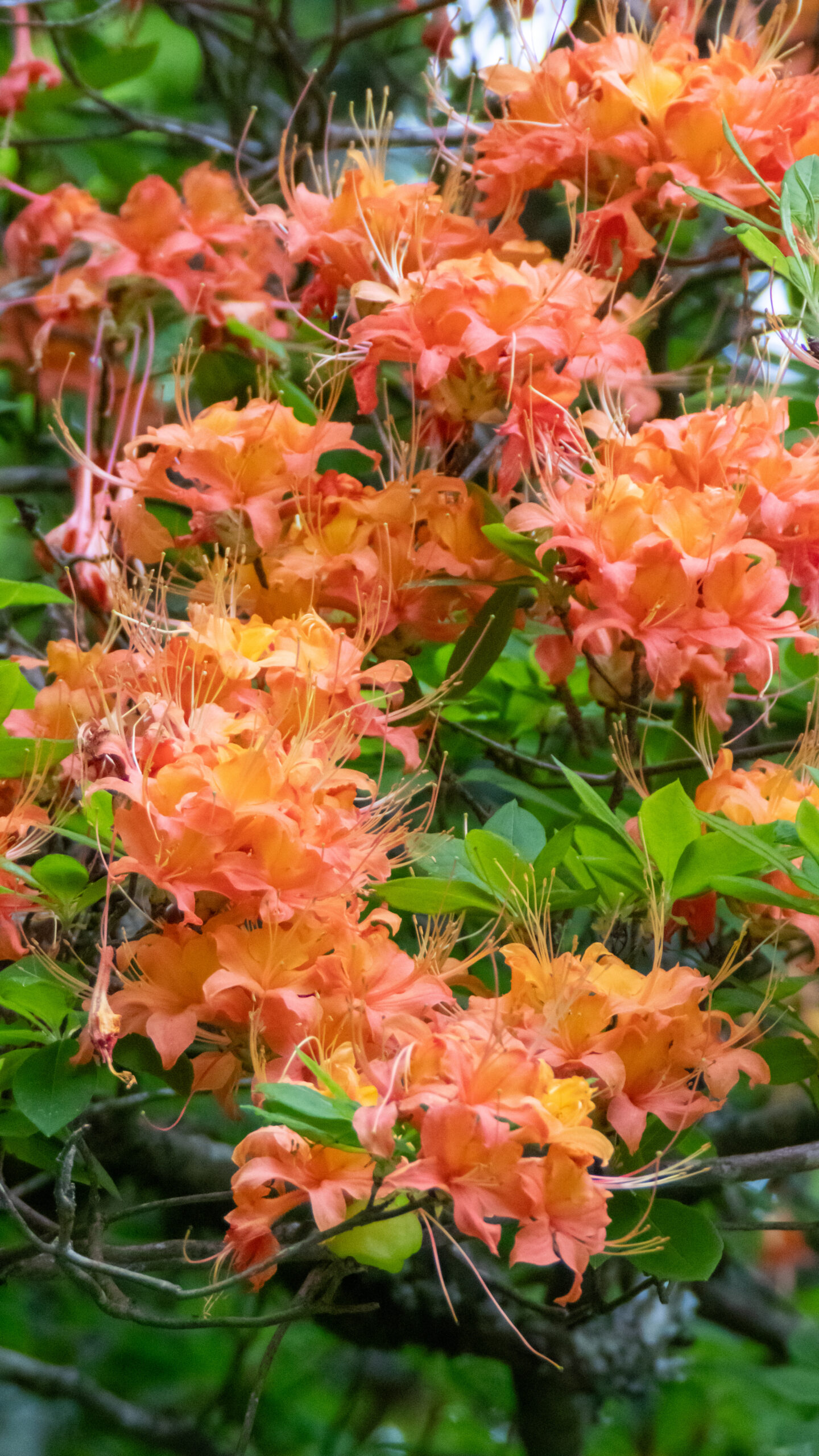 Rhododendron-calendulaceum
