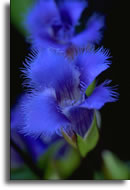 fringed gentian picture 2