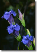 fringed gentian picture 3