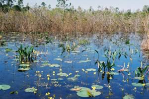 Okefenokee Swamp