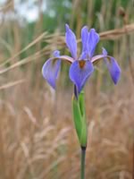 Blue flag iris