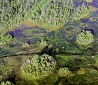 Okefenokee aerial view