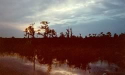 Okefenokee sunset