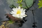 water lily