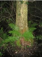 Virginia chain fern