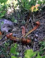 parrot pitcher plant