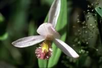 Rose pogonia