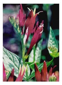 picture of Spigelia, Indian Pink