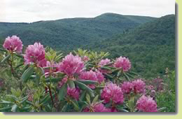 catawba rhododendron