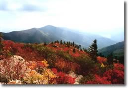 picture from potato knob