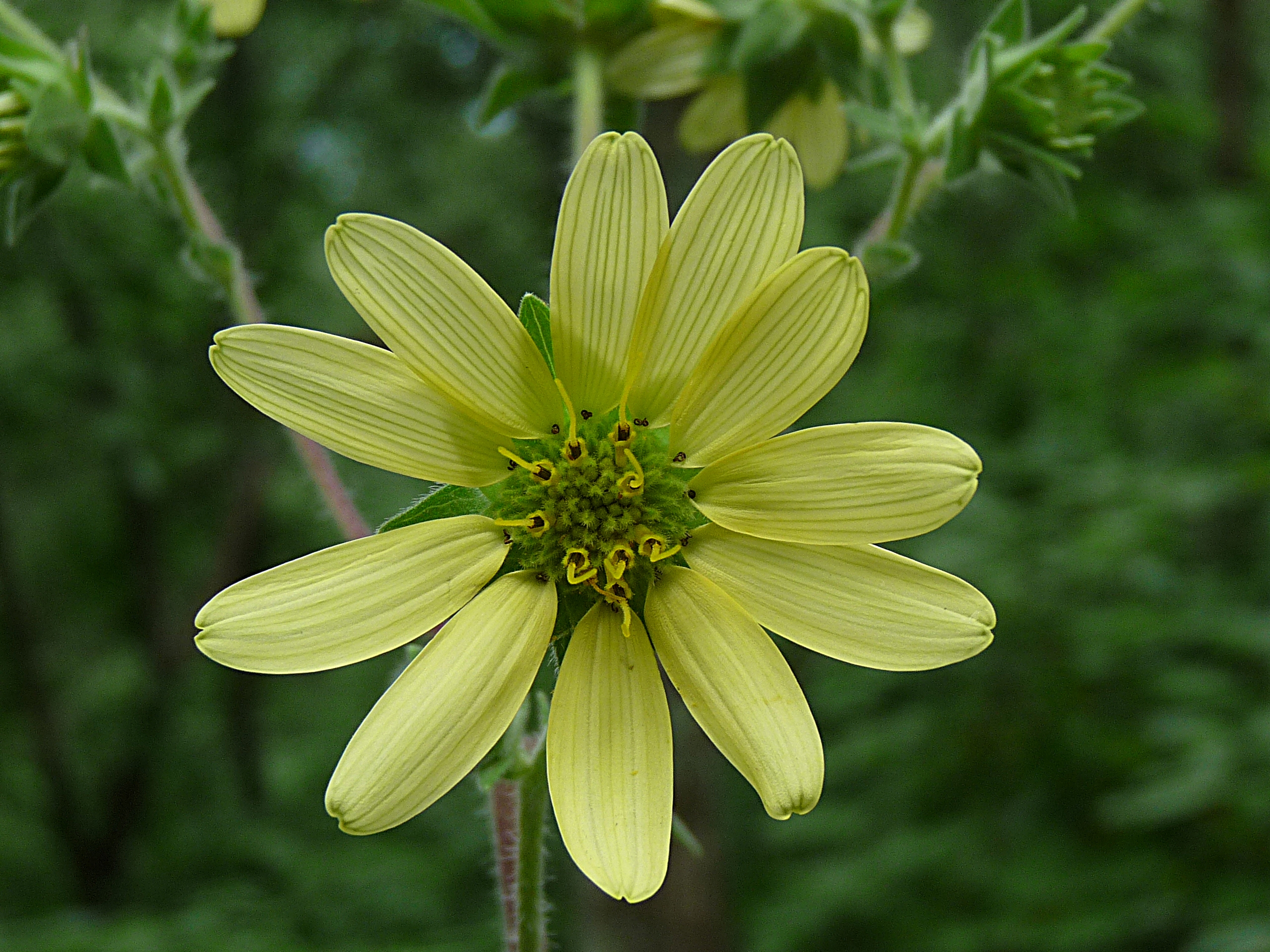 Sept. 2016 Plant # 2A | Georgia Botanical Society