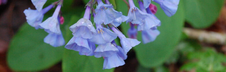 Virginia Bluebells along the Shirley Miller Wildflower Trail